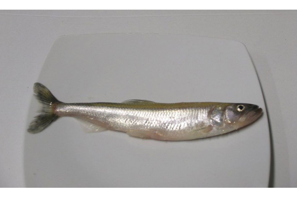 Stint - im Norden ein beliebter Fisch