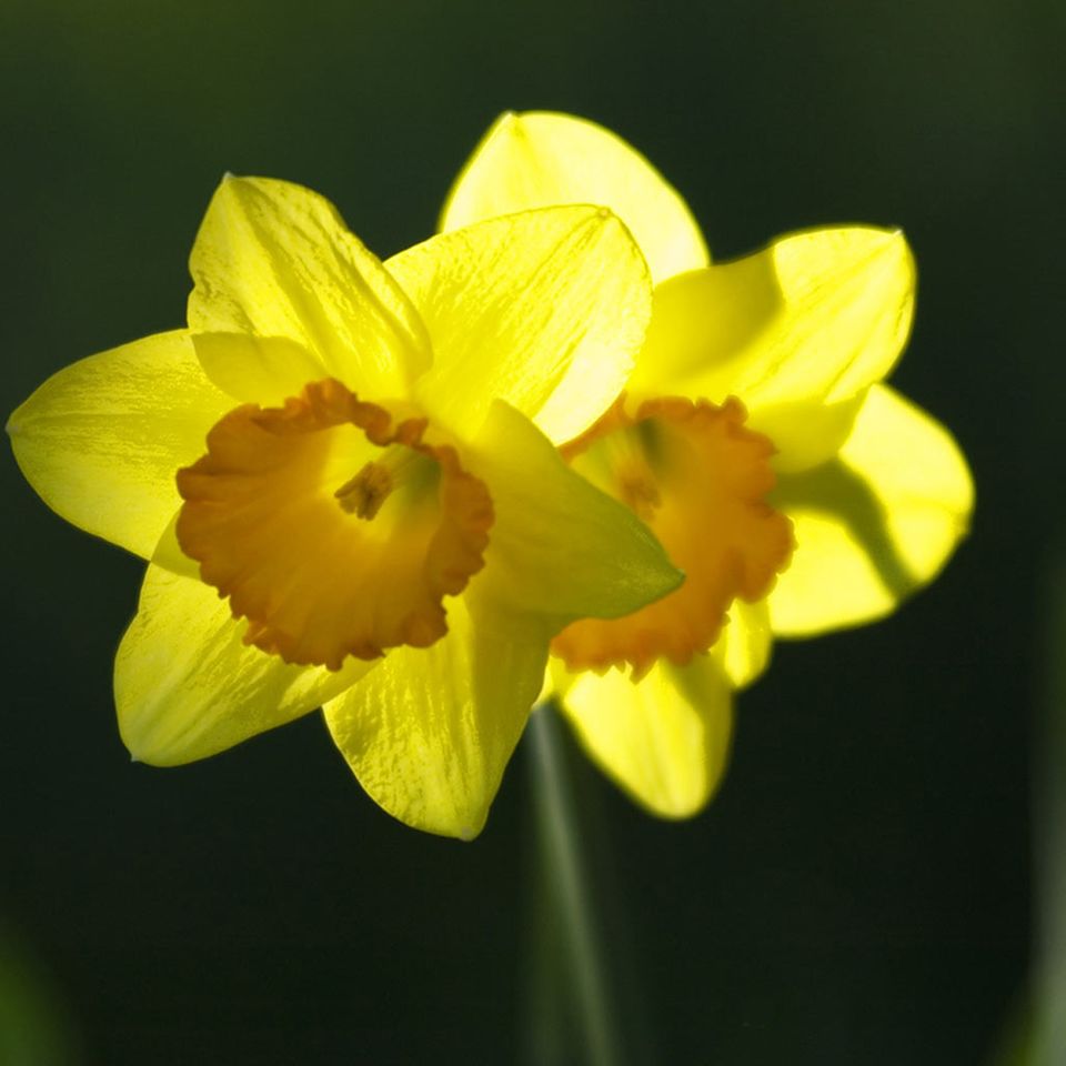 Frühling: Die Natur erwacht, doch der Mensch fühlt sich müde Frühling: Die Natur erwacht, doch der Mensch fühlt sich müde