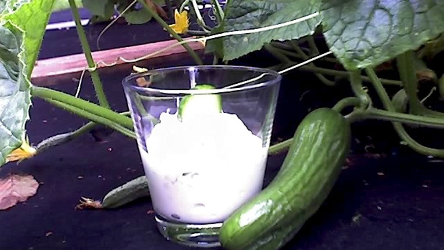 Griechisches Tsatsiki Rezept