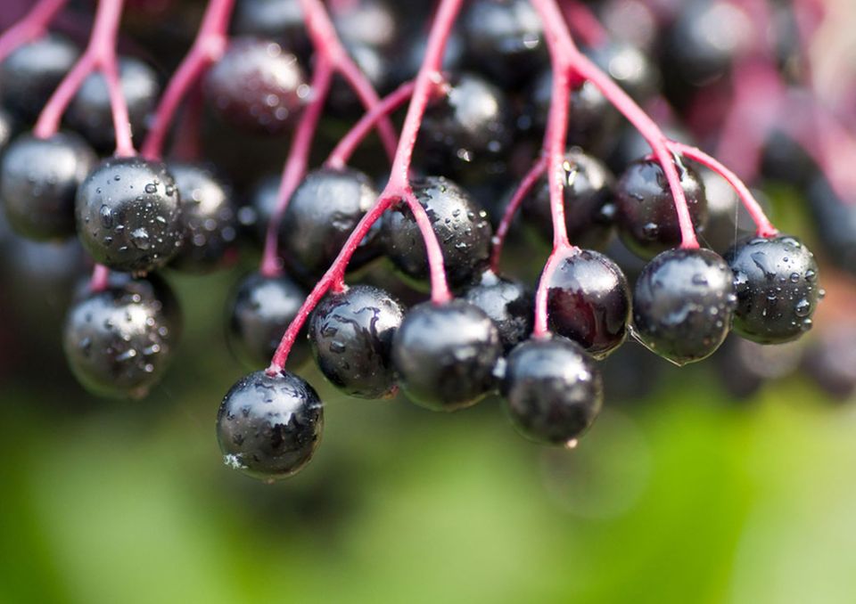 Reife Holunderbeeren Reife Holunderbeeren