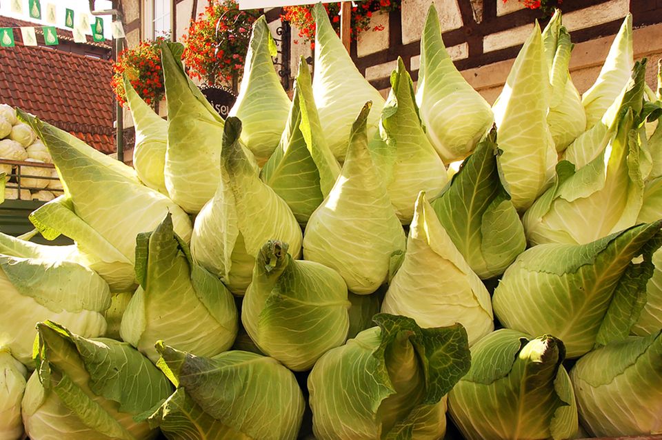 Eine seltengewordene Kohlsorte: Filder-Spitzkraut Eine seltengewordene Kohlsorte: Filder-Spitzkraut
