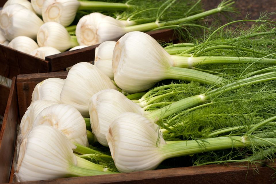 Fenchelknolle mit Grün Fenchelknolle mit Grün