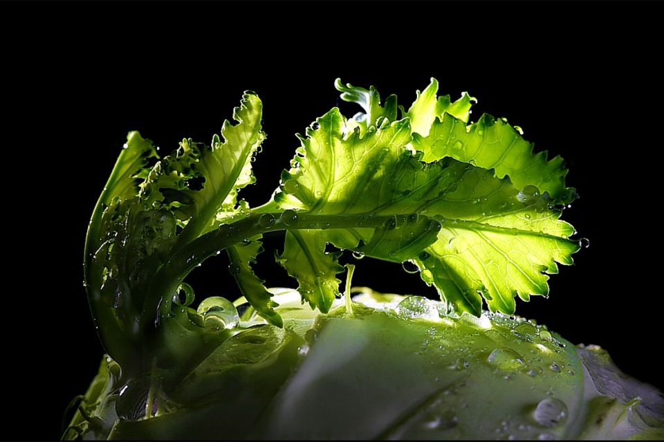 Möhrenflan im Kohlrabi auf Petersiliensauce Möhrenflan im Kohlrabi auf Petersiliensauce