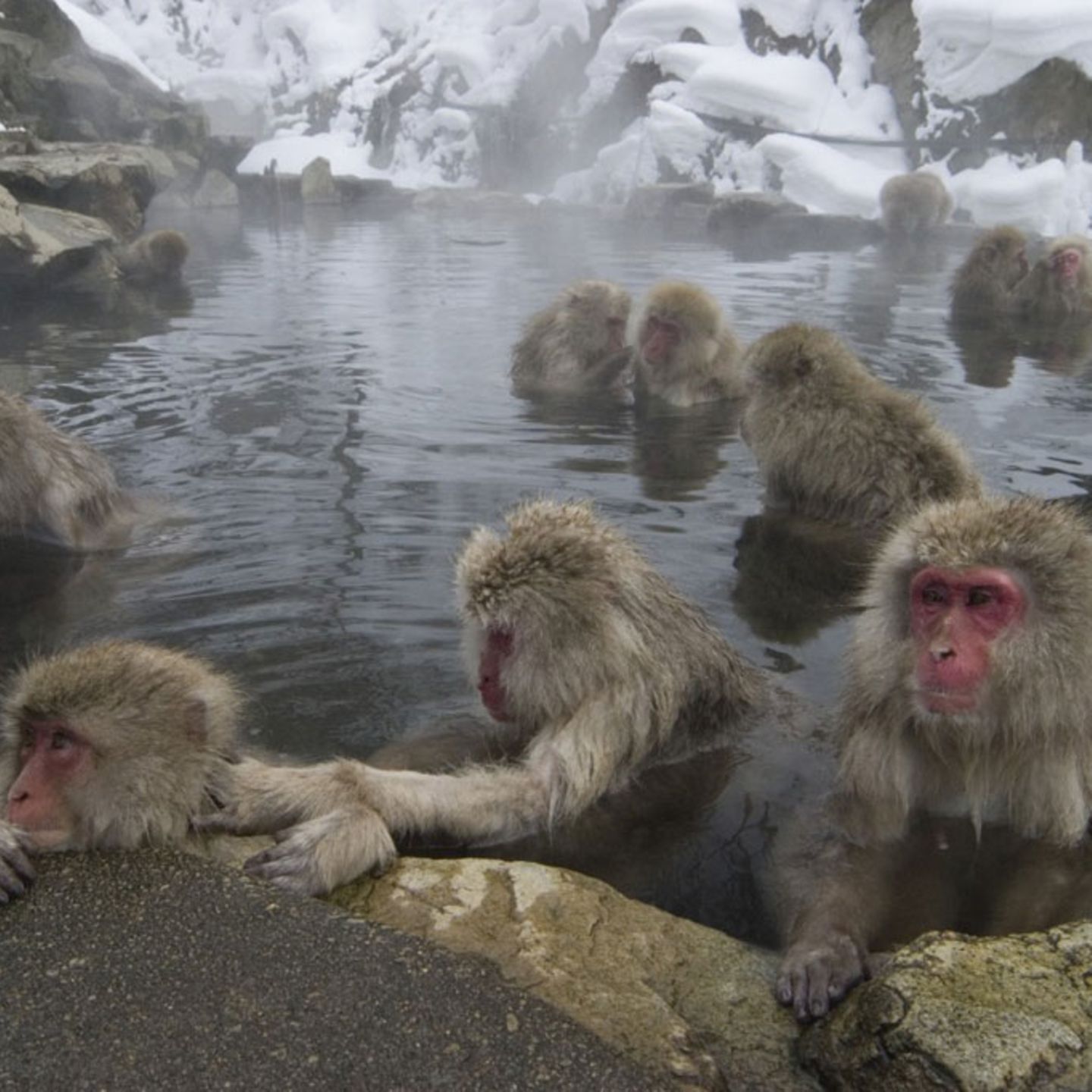 Japanische Schnee-Affen