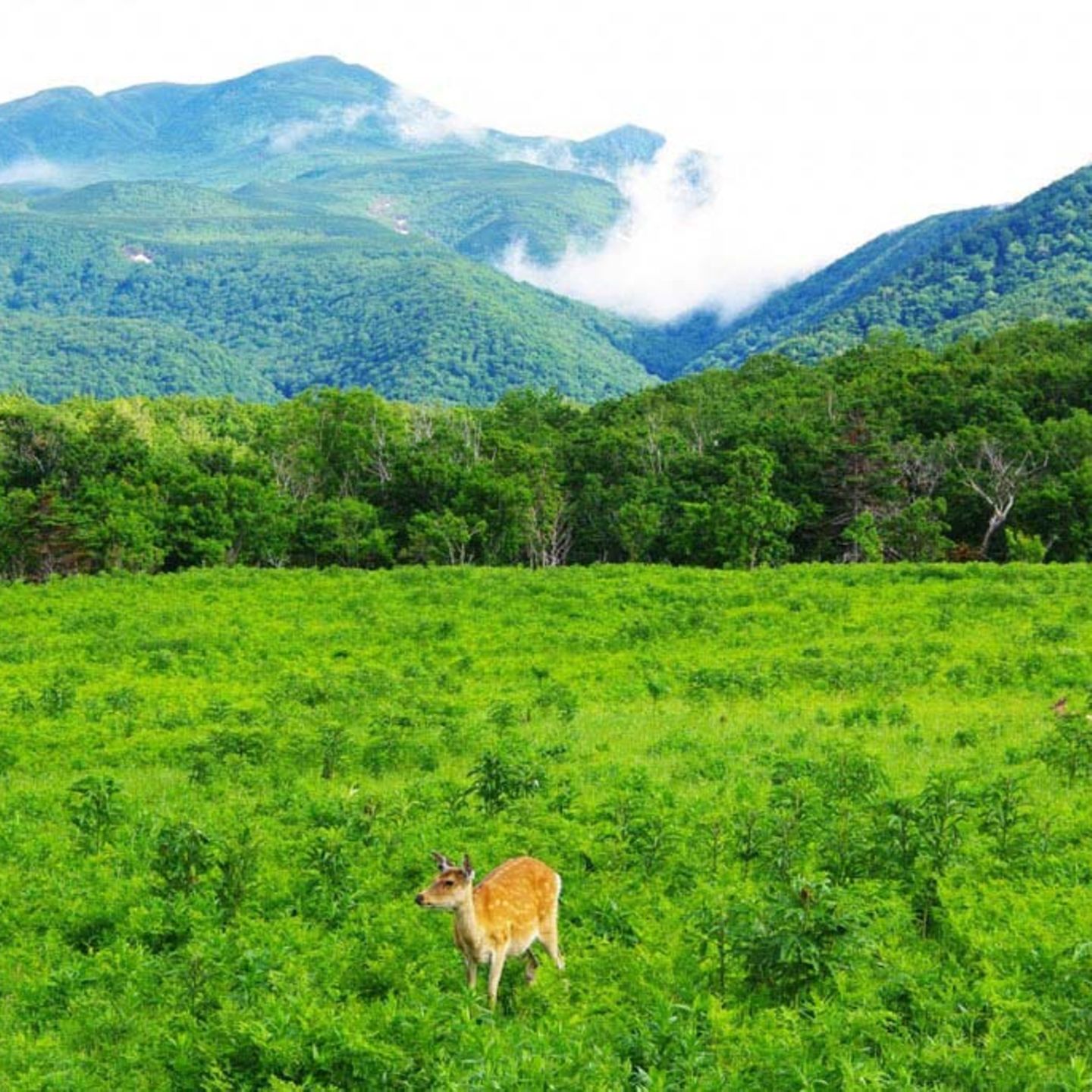 Shiretoko National Park