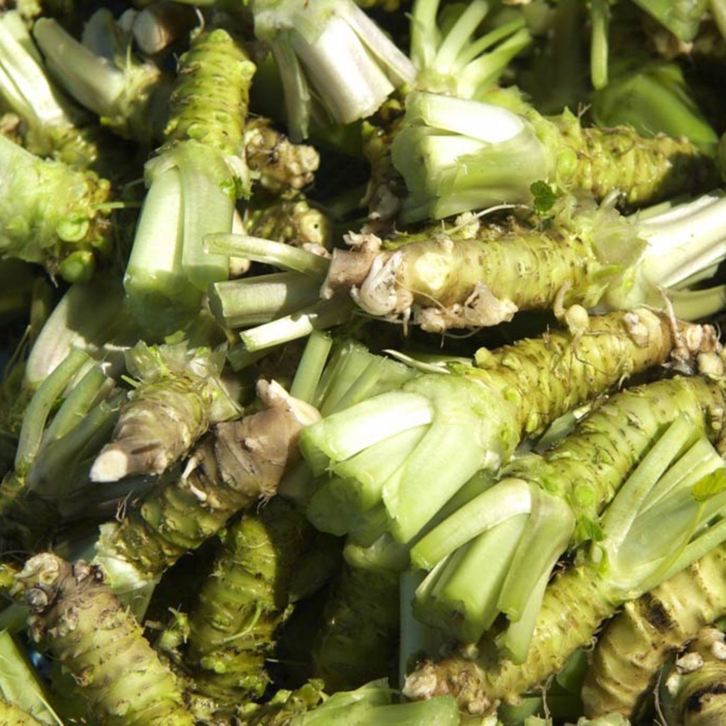 Wasabi