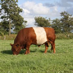 Belted Galloway