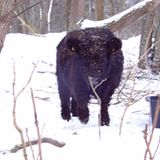 Galloways im Winter