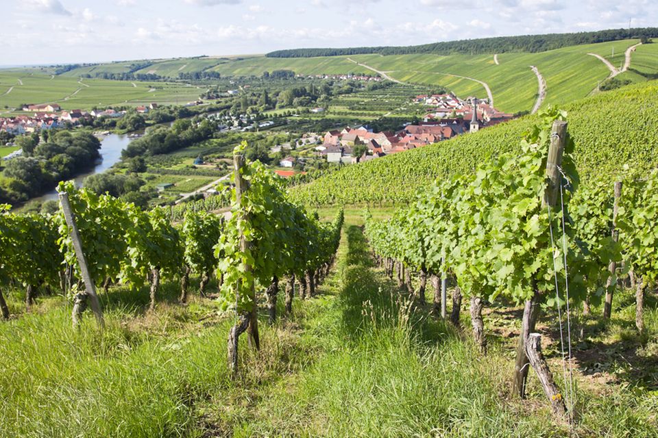 Fränkischer Rotwein-Wanderweg Fränkischer Rotwein-Wanderweg