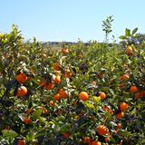 Orangen-Paradies