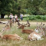Königliche Gärten: Rehe im Richmond Park