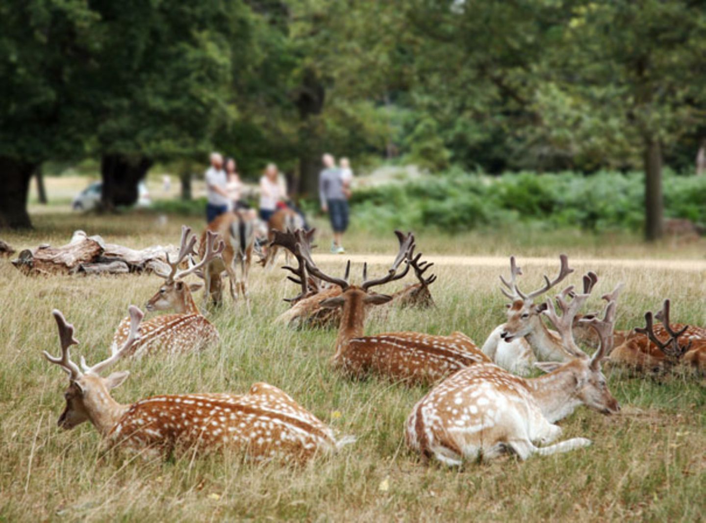 Konigliche Garten Rehe Im Richmond Park Essen Und Trinken