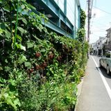 Japan: Tokyo DIY Gardening