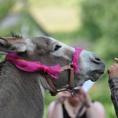 26. August: Öko-Hoffest auf dem Hofgut Marjoß
