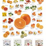 Food-Kalender in Posterformat