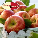 Honeycrunch: der knackig–süß–saure Apfel zum Kochen