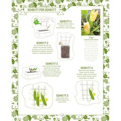 So geht's: Zucchini selber anbauen