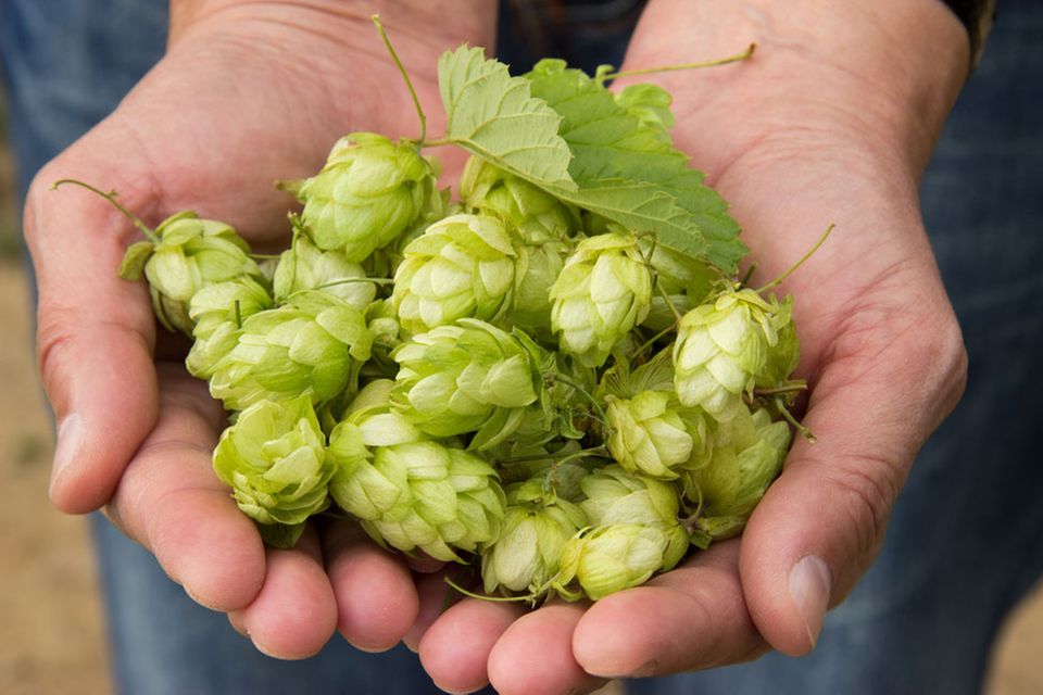 Die Hopfendolden Die Hopfendolden