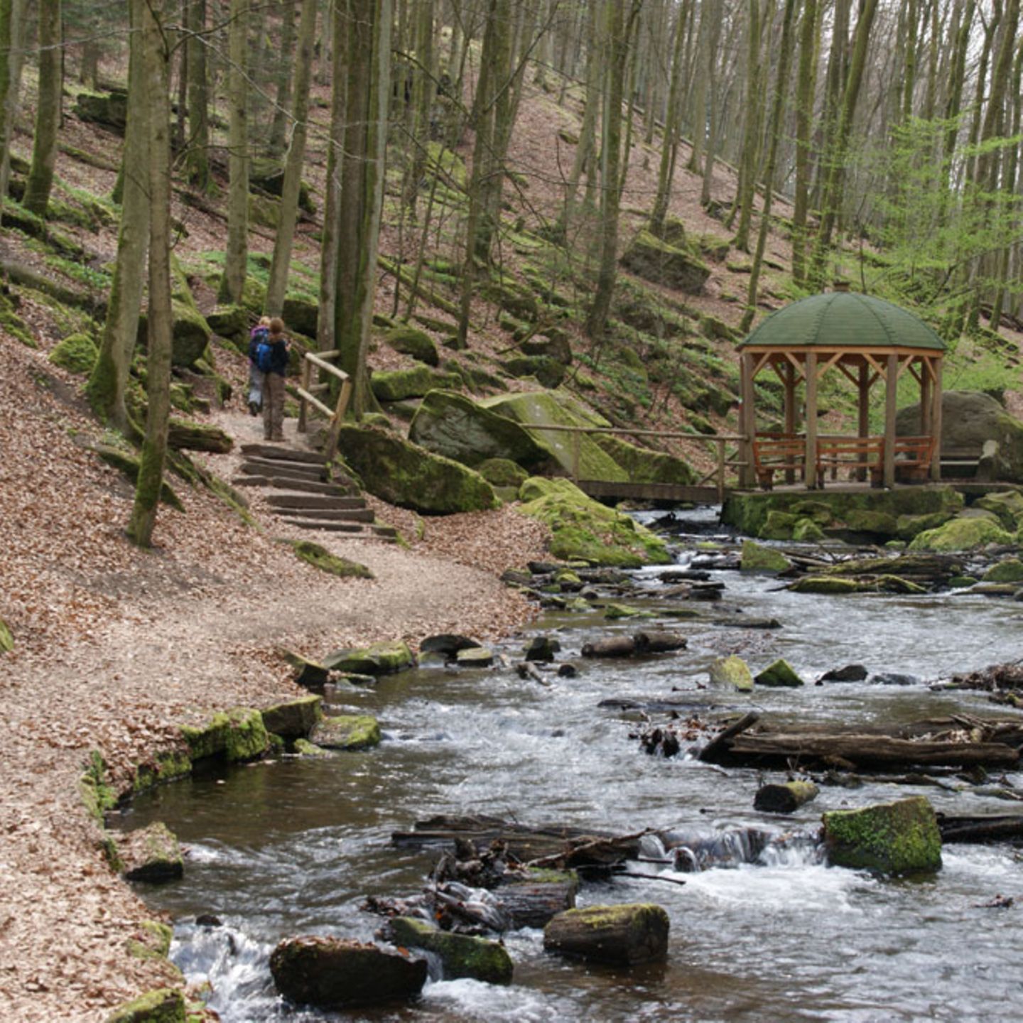 Pfalz: Waldpfad im Karlstal