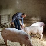Dordando und seine Schweine