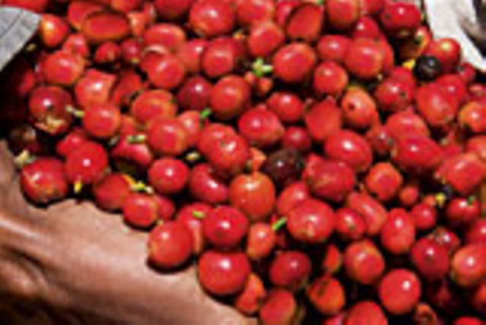 Frische Kaffeebeeren Frische Kaffeebeeren