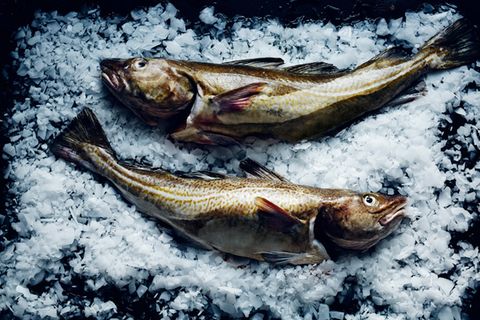 Winterkabeljau aus Norwegen: Skrei - [ESSEN UND TRINKEN]