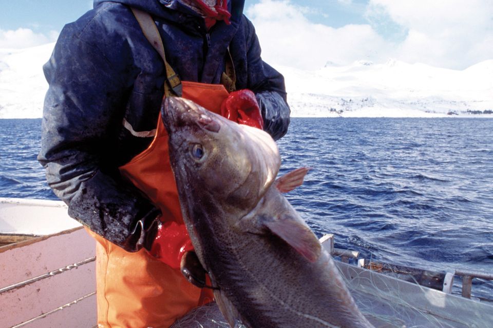 Ein Fischer beim Skreifang rund um die Lofoten
