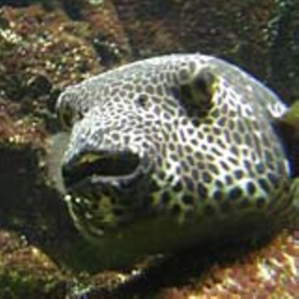 Der japanische Kugelfisch Fugu ist eine beliebte Delikatesse Der japanische Kugelfisch Fugu ist eine beliebte Delikatesse