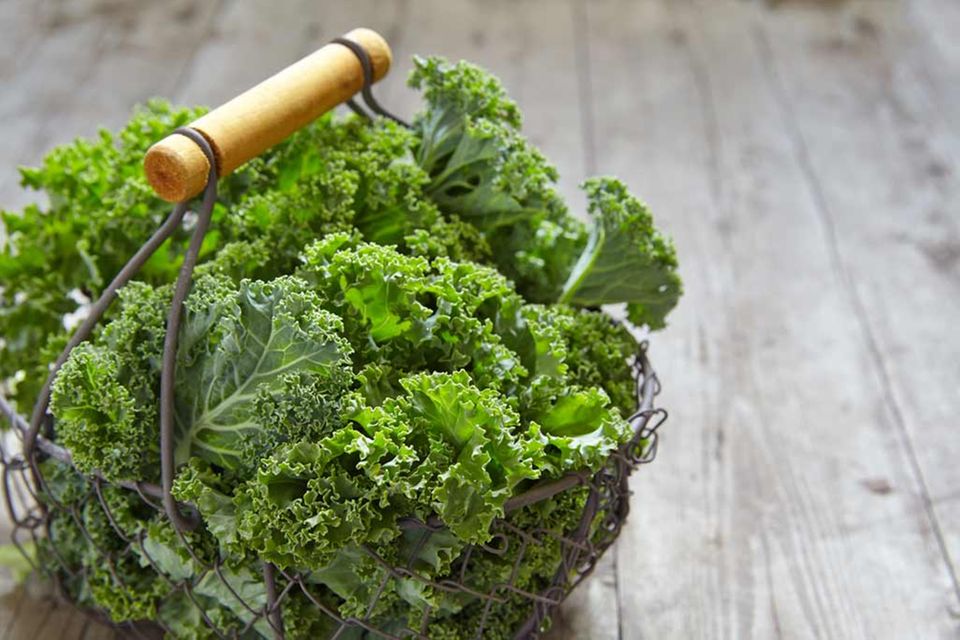 Grünkohl verfügt über viele Vitamine und wertvolle Mineralstoffe Grünkohl verfügt über viele Vitamine und wertvolle Mineralstoffe