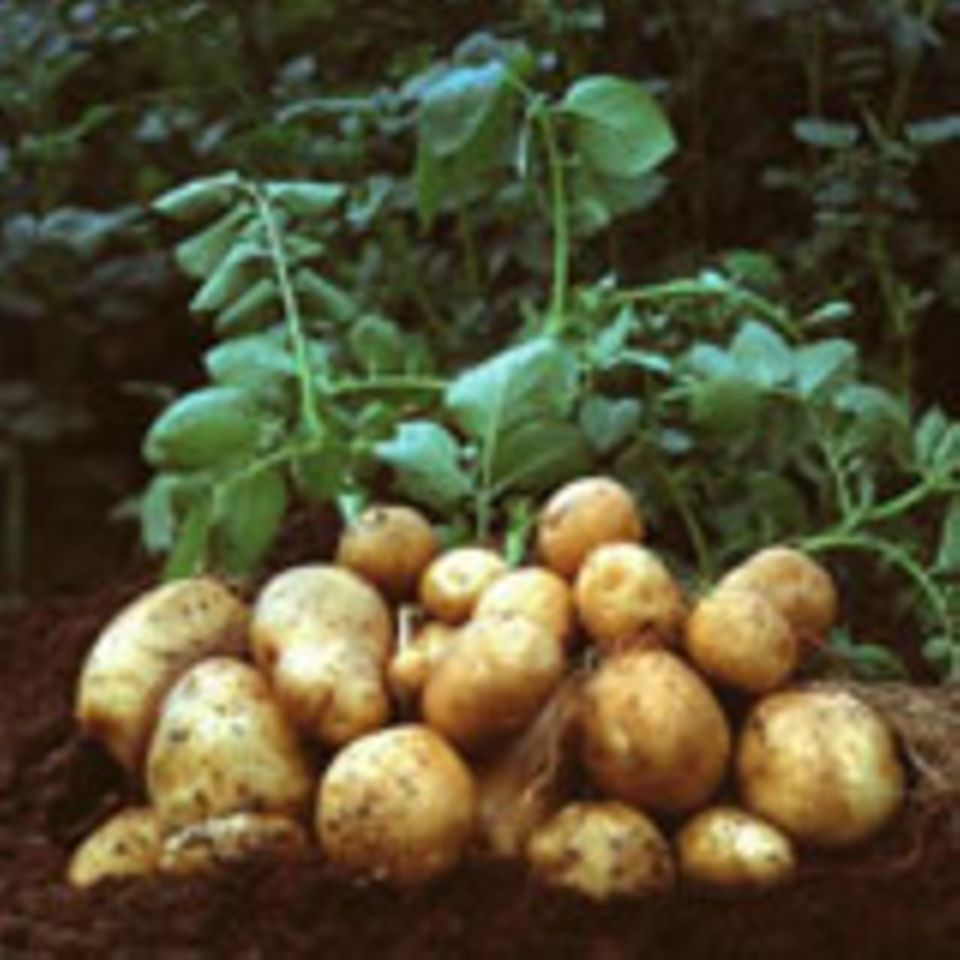 Gen-Kartoffel "Amflora". Gen-Kartoffel "Amflora".