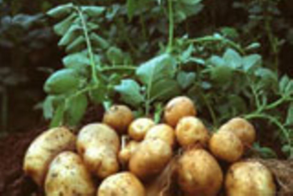 Kartoffeln der Sorte Amflora