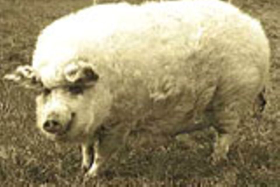 Ein Wollschwein auf der Weide.