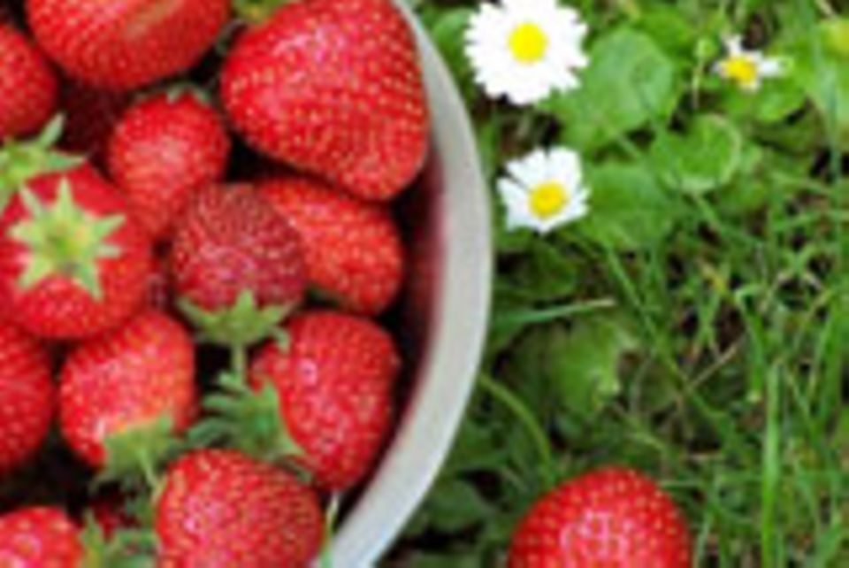 Frühlingsküche: Rezepte und Tipps Frühlingsküche: Rezepte und Tipps