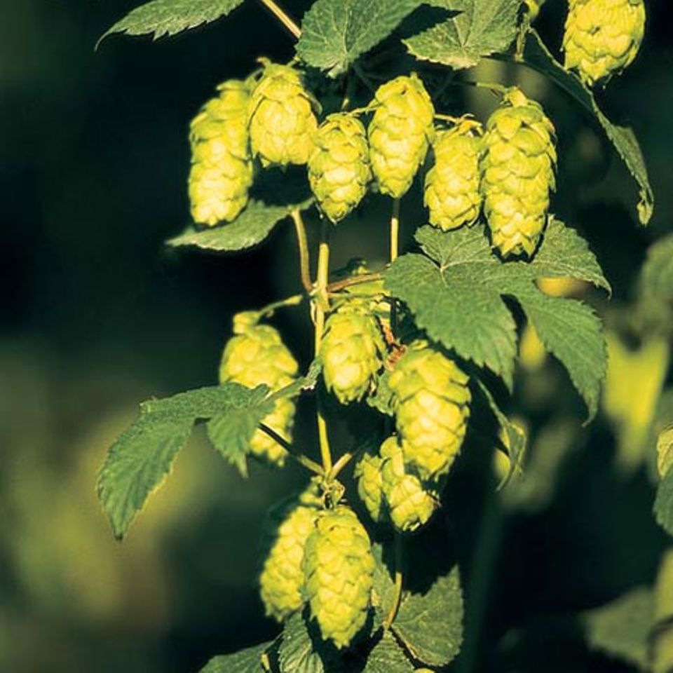 Hopfen: ein wichtiger Bierbestandteil Hopfen: ein wichtiger Bierbestandteil