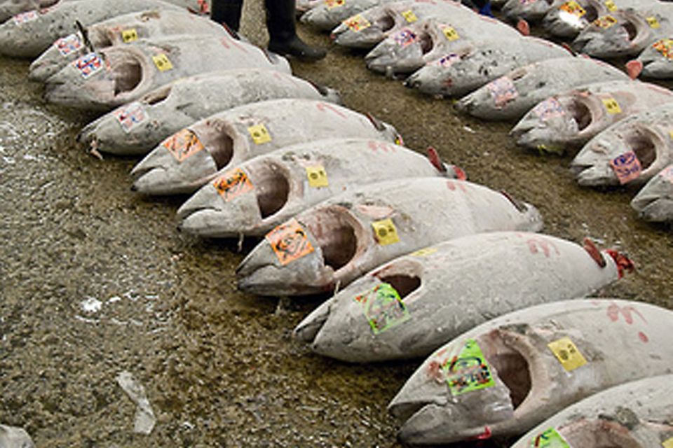 Tunfische auf dem Fischmarkt von Tokio