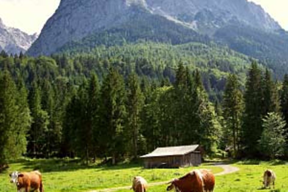 Zurück zur Natur: Keine Gentechnik für Landliebe-Kühe