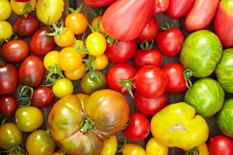 Tomaten sind rot? Heute reicht die Farbpalette von rot über orange bis hin zu grün und schwarz Tomaten sind rot? Heute reicht die Farbpalette von rot über orange bis hin zu grün und schwarz