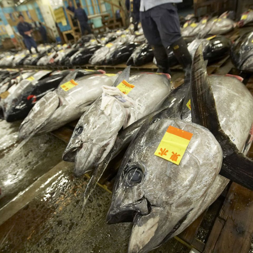 Die Tunfischakution ist ein Highlight auf dem Tsukiji-Fischmarkt Die Tunfischakution ist ein Highlight auf dem Tsukiji-Fischmarkt