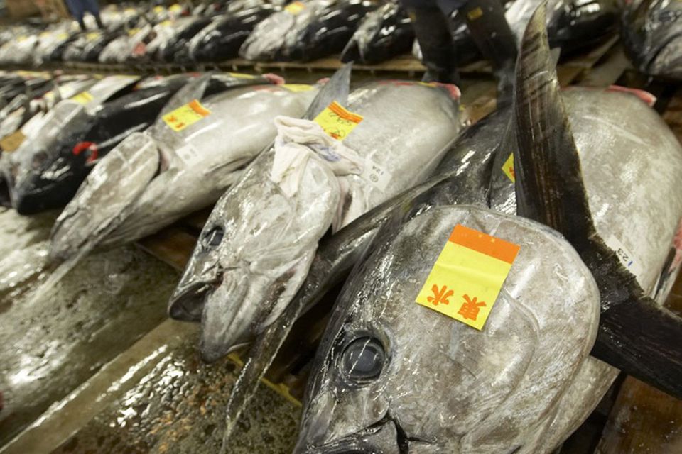 Die Tunfischakution ist ein Highlight auf dem Tsukiji-Fischmarkt