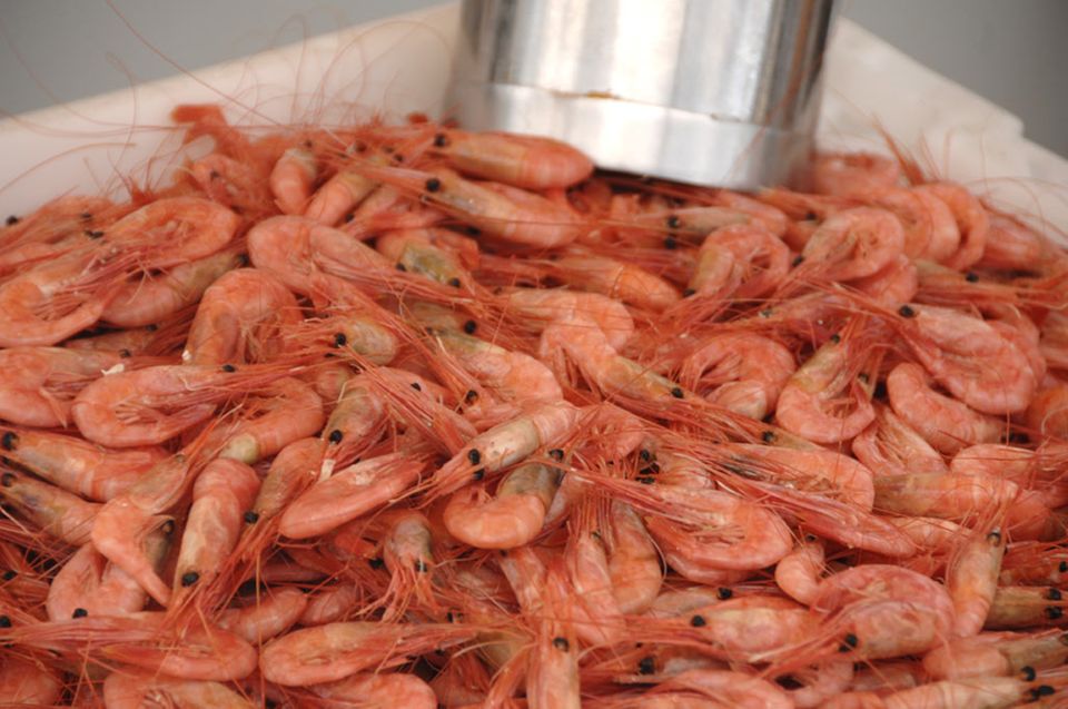 Am Hafen können Shrimps und frischer Fisch gekauft werden Am Hafen können Shrimps und frischer Fisch gekauft werden