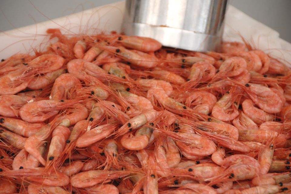 Am Hafen können Shrimps und frischer Fisch gekauft werden