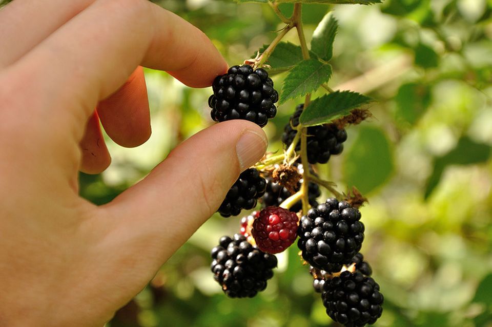 Frisch gepflückt am besten: Brombeeren Frisch gepflückt am besten: Brombeeren