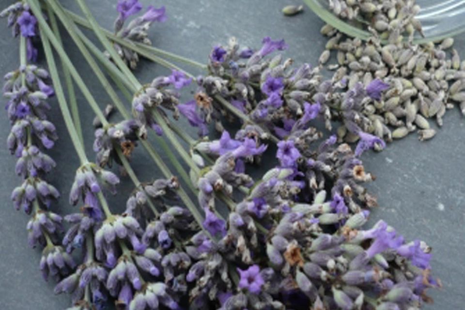 Getrockneter Lavendel