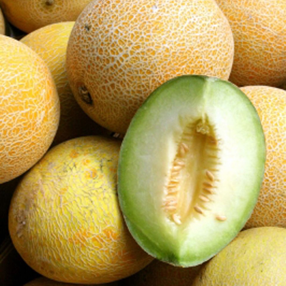 Frische Netzmelone Frische Netzmelone