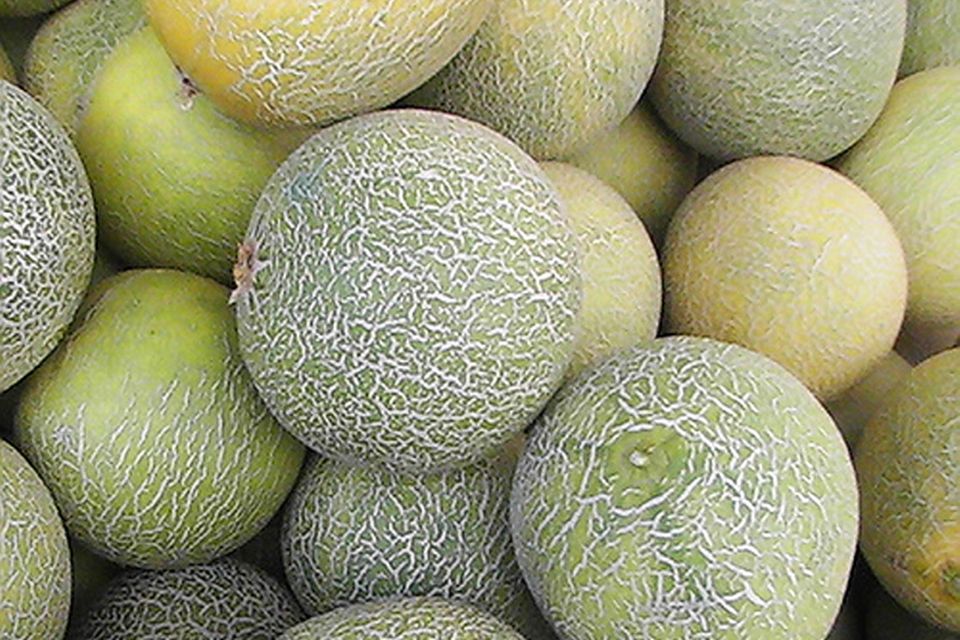 Netzmelonen auf dem Markt