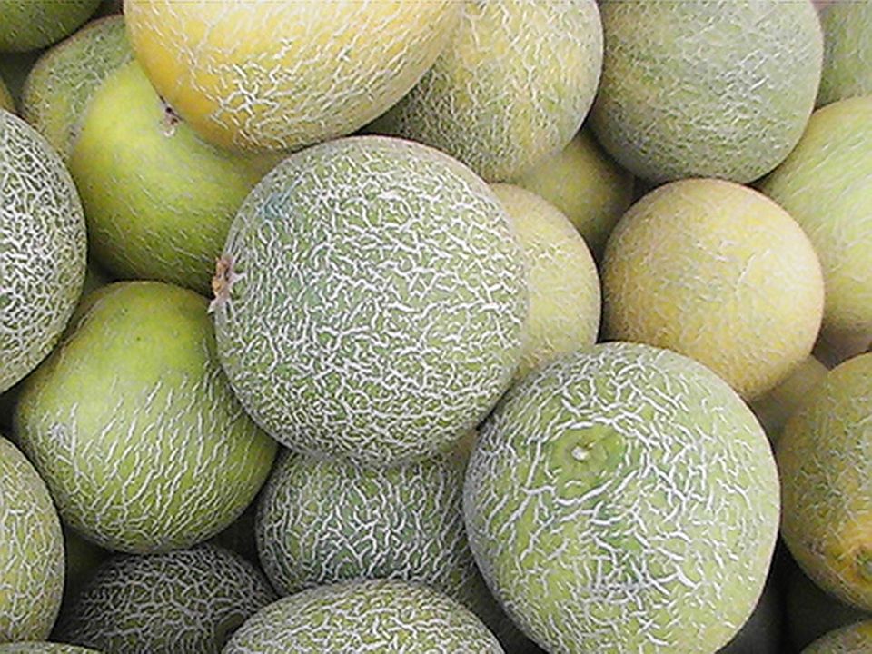 Netzmelonen auf dem Markt Netzmelonen auf dem Markt