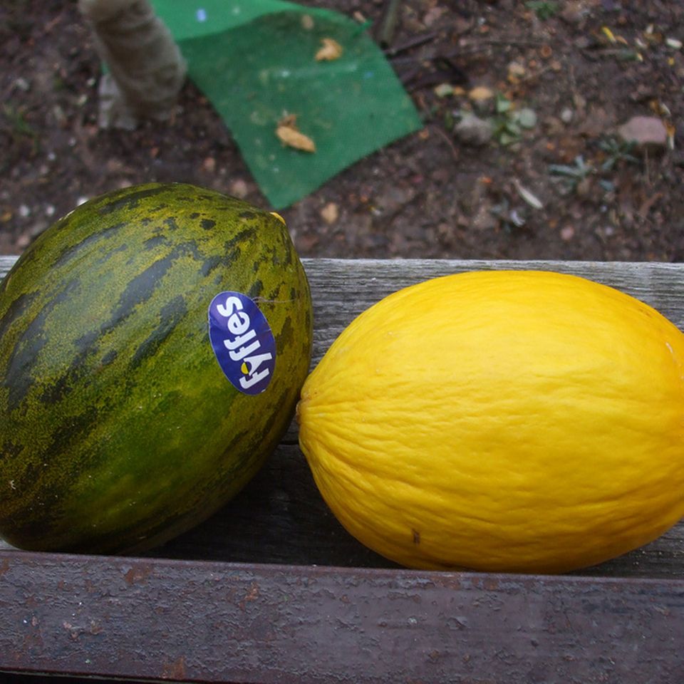 Sorten der Zuckermelone Sorten der Zuckermelone