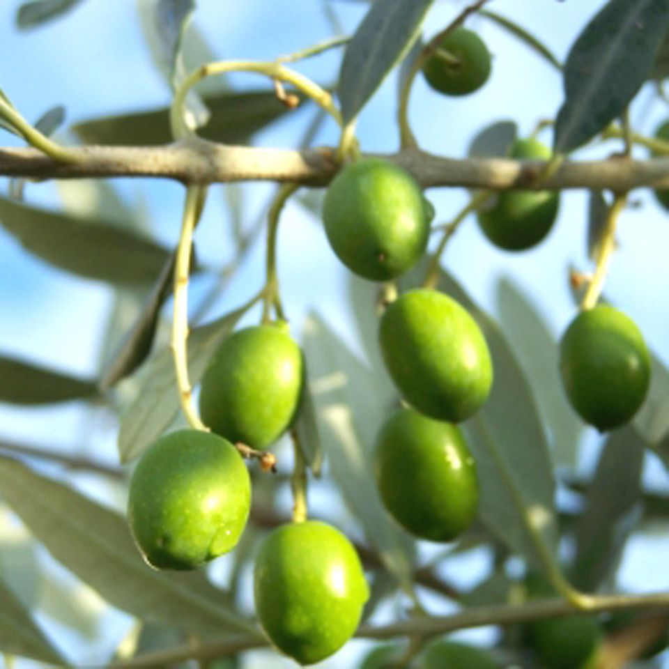 Oliven direkt vom Baum sind ungenießbar