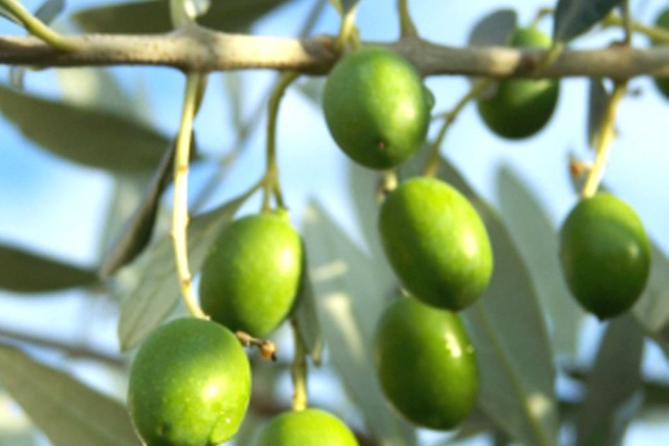 Oliven direkt vom Baum sind ungenießbar