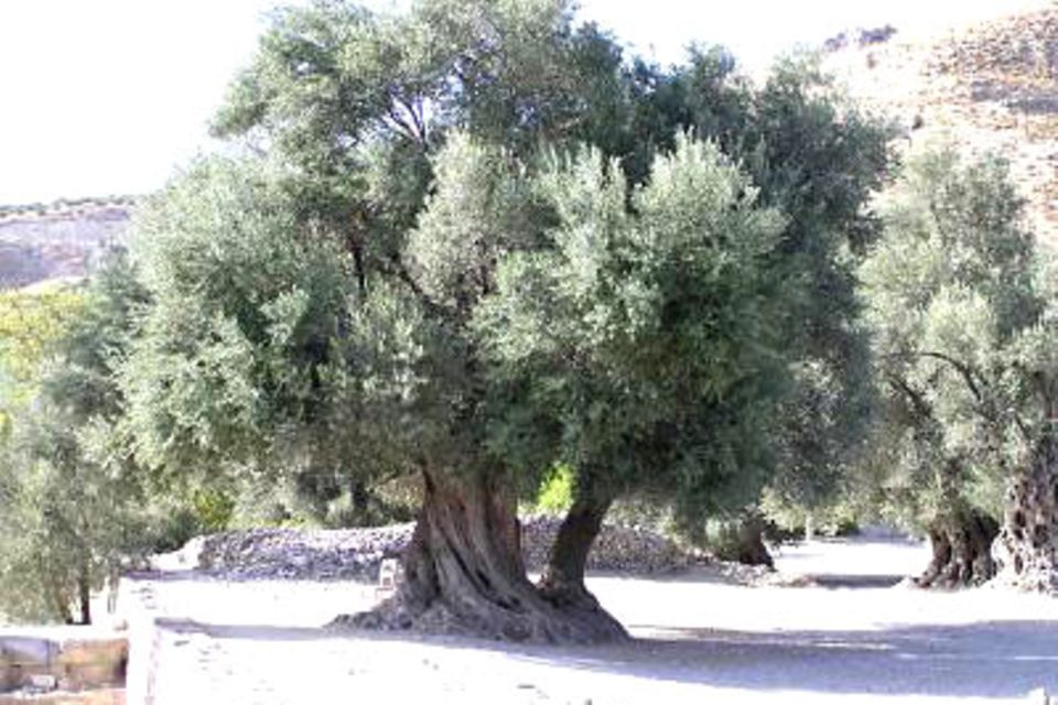 Ölbäume (Olivenbäume) können bis zu 1000 Jahre alt werden